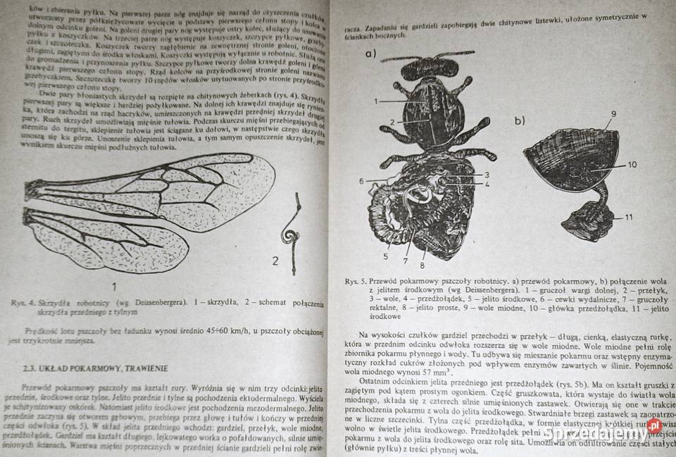 Choroby pszczół Zdzisław Gliński Jerzy Rzedzicki Rok wydania 1993 Chełm sprzedam