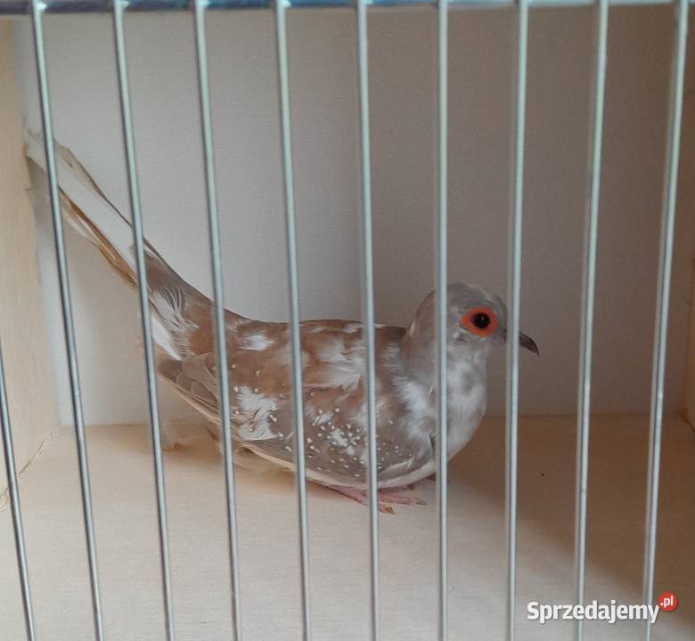 Gołąbki diamentowe szeki Ptaki małopolskie Wadowice sprzedam
