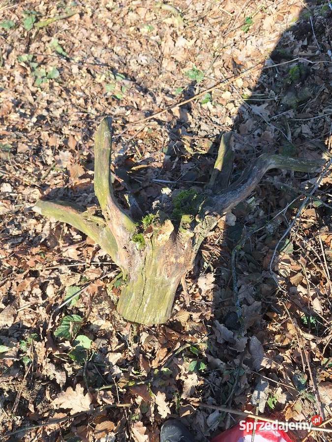 Drewno drzewo opałowe JABŁOŃ DĄB Grójec sprzedam