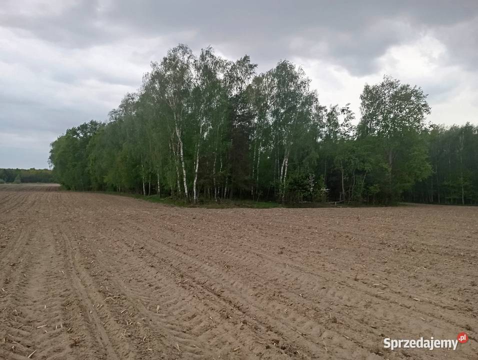 Gospodarstwo rolne działka agroturystyka Orzechów-Kolonia