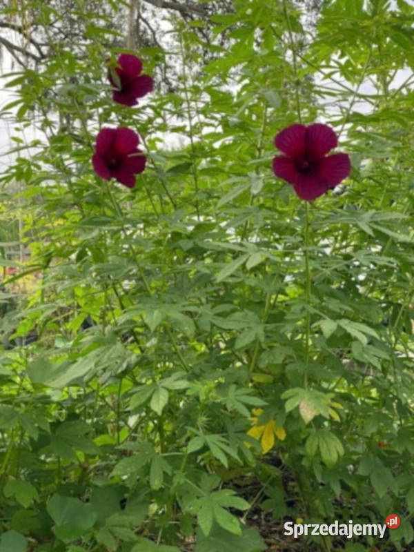 KETMIA KONOPIOWATA Hibiscus cannabinus NASIONA