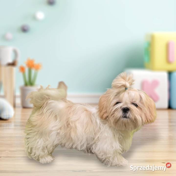 SHIH TZU szczenięta ok 4 w wieku dorosłym Świebodzice