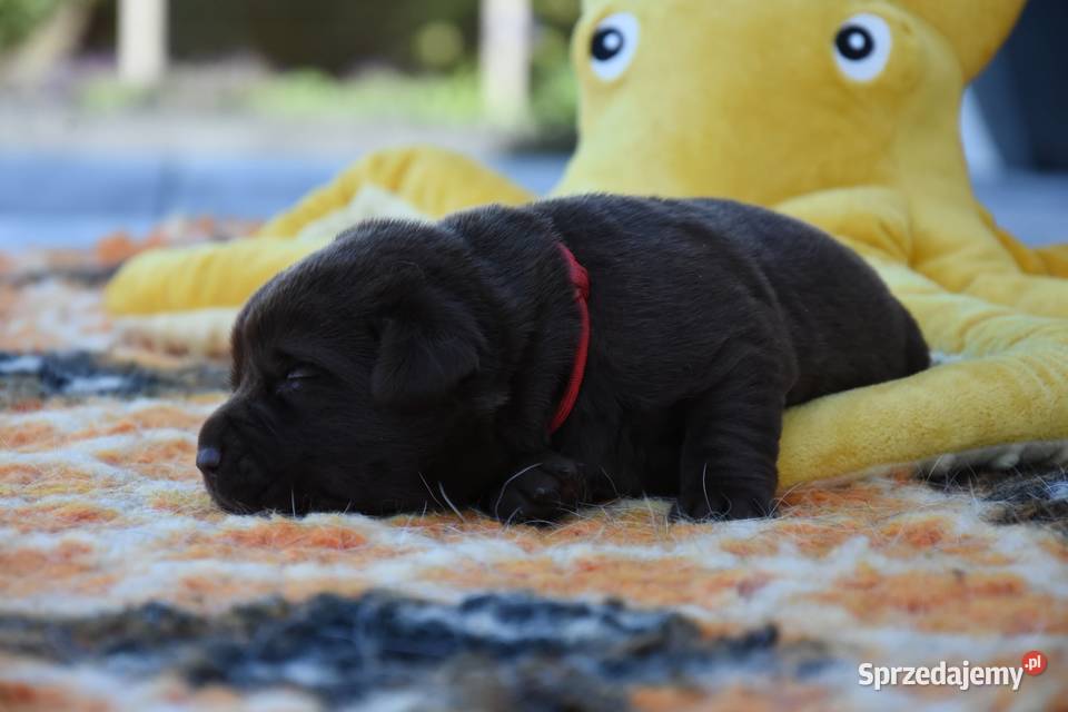 Labrador retriever FCIZKwP wielkopolskie Mikstat