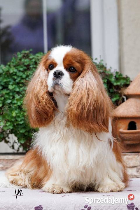 Cavalier King Charles Spaniel Koziegłowy