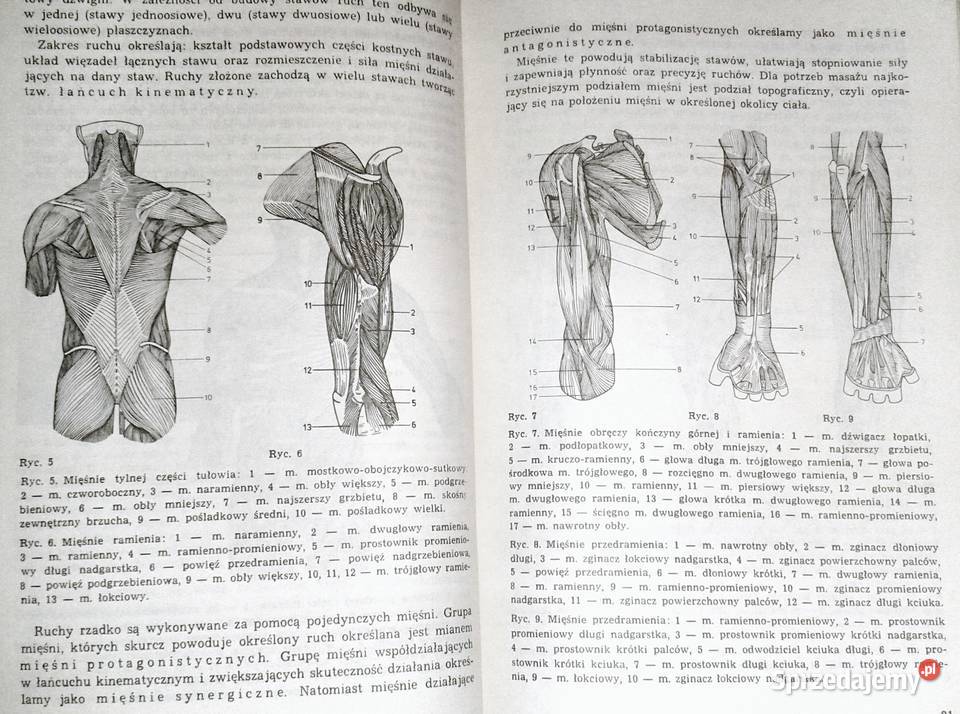 Podstawy masażu leczniczego Zygmunt Prochowicz Chełm