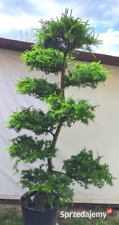 Bonsai Niwaki Modrzew