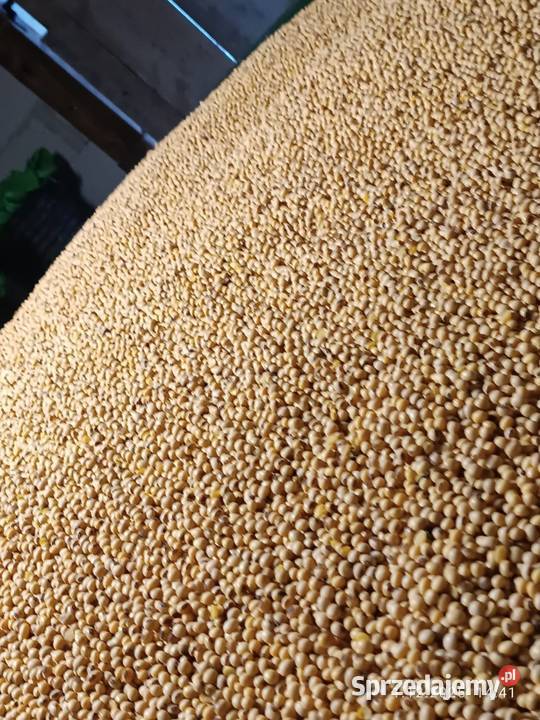 Soja Aurelina podkarpackie Markuszowa