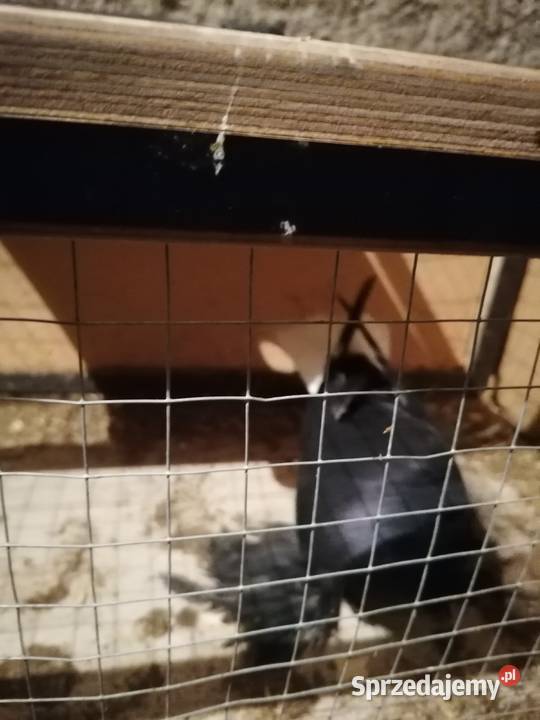 Sprzedam gołębie krymki wyszwance pawie kariery Pułtusk