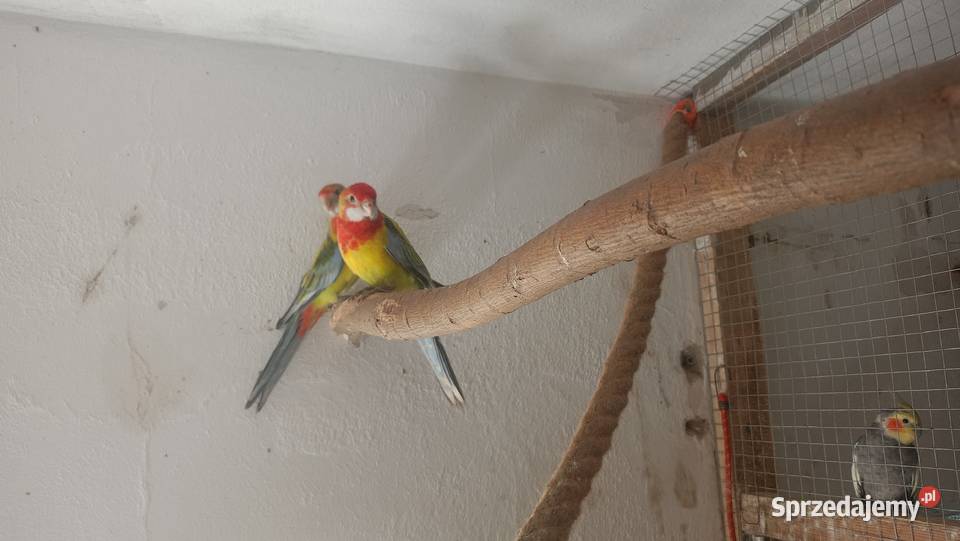 Rozzele białolice z tego roku Czchów sprzedam