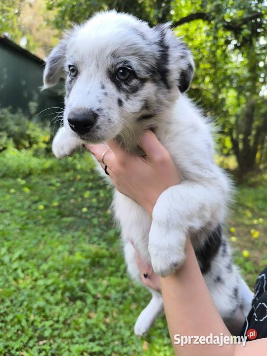 Border colie szczenieta Koziegłowy sprzedam