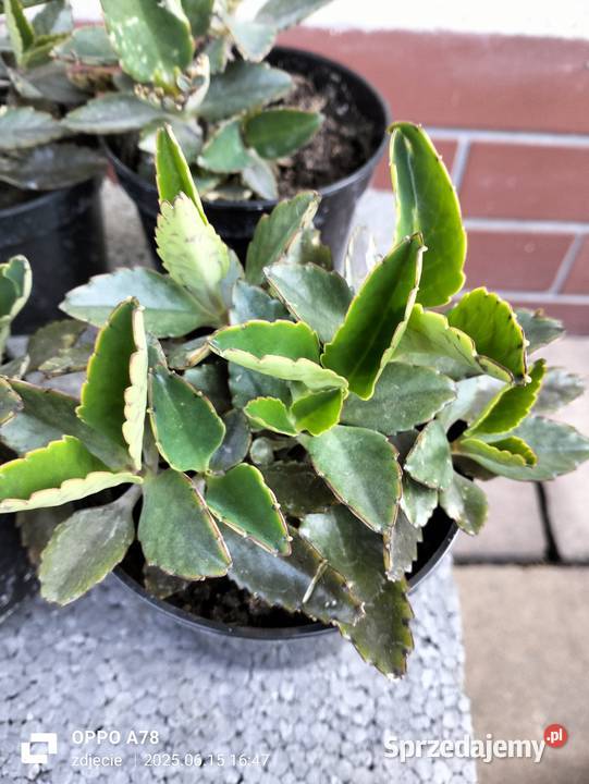 Żyworódka zdrowa roślina