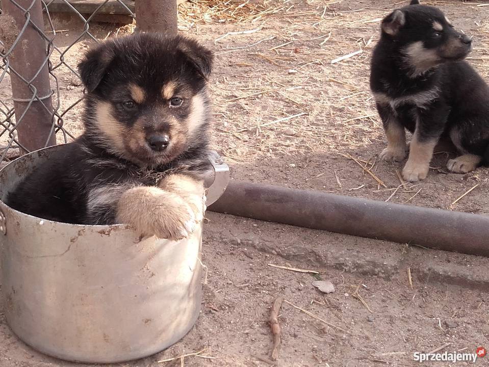 Malamut husky owczarek niemicki kujawsko-pomorskie Brodnica sprzedam