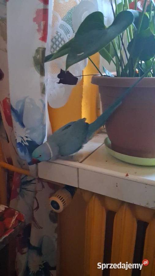 Aleksandreta obrozna para oswojone Sandomierz sprzedam