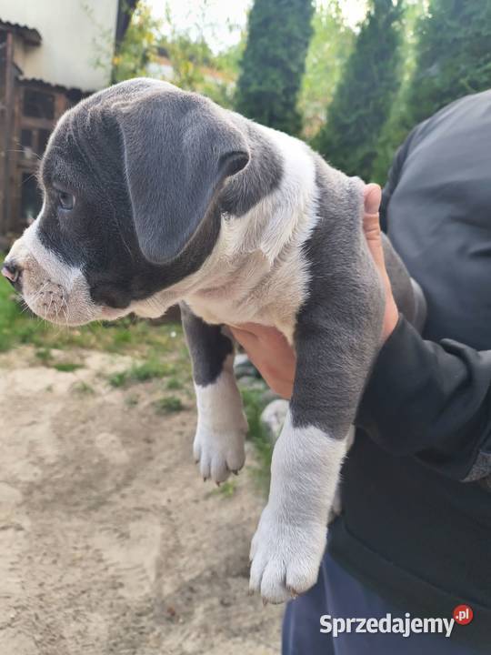 American Bully ABKC standard pies suka
