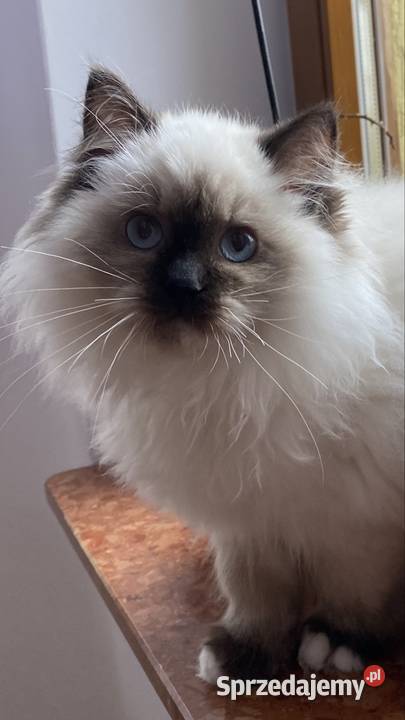 Kocurek ragdoll prawdziwy międzynarodowy rodowód śląskie sprzedam