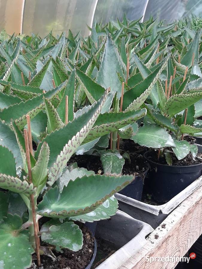 Rośliny ogrodowe i balkonowe Rośliny