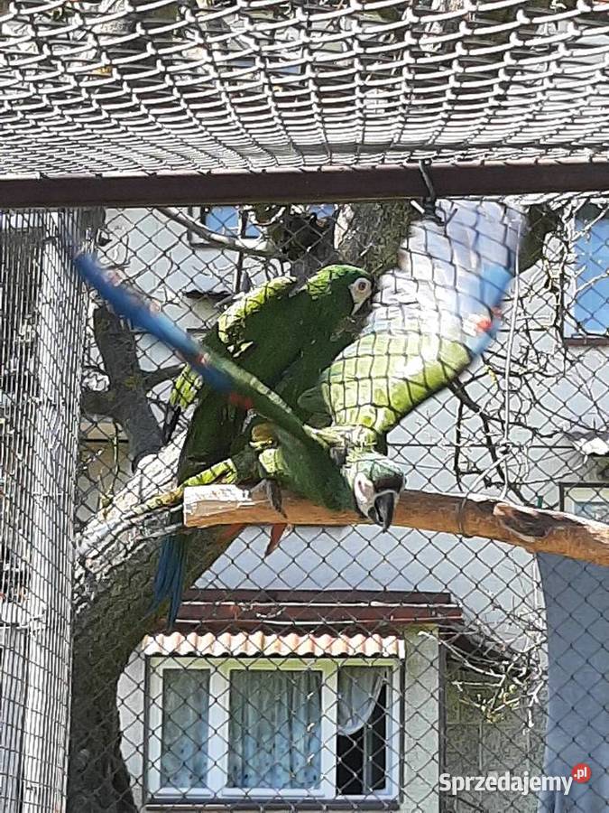 Ary severa para lęgowa Skała