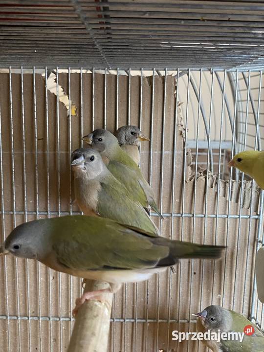 amadyna wspaniała wielkopolskie Damasławek