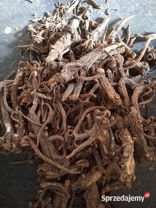 nasiona lubczyk 2024 Krasnystaw