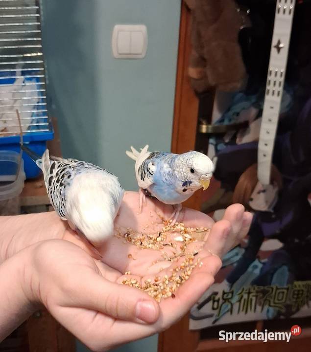 Papugi faliste papuga falista Warszawa sprzedam