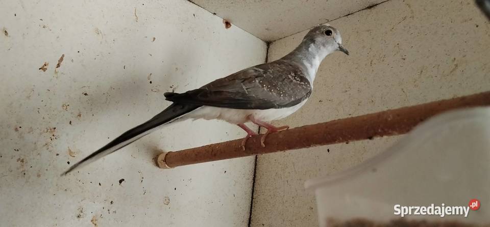 Gołąbki diamentowe szeki 2025r Pruchna