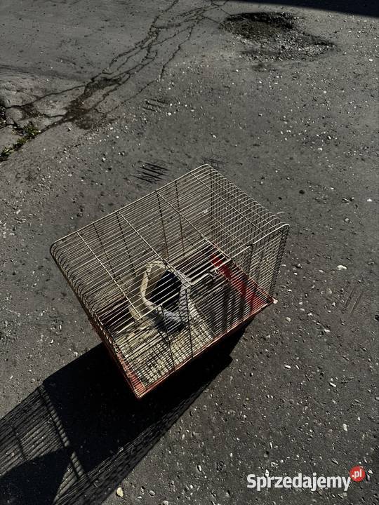 Klatka na chomika ptaszka sprzedam Opole