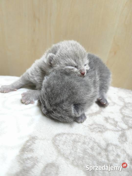 Kot brytyjski kocurki rodowód liliowy blue wielkopolskie Wągrowiec