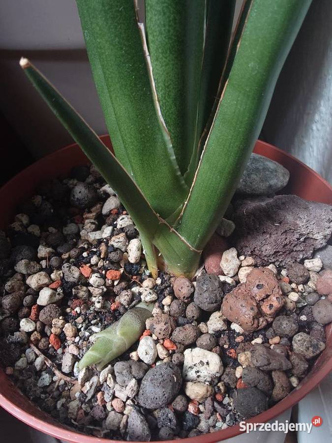 Sansevieria hybr Midnight Star deserti x Warszawa sprzedam
