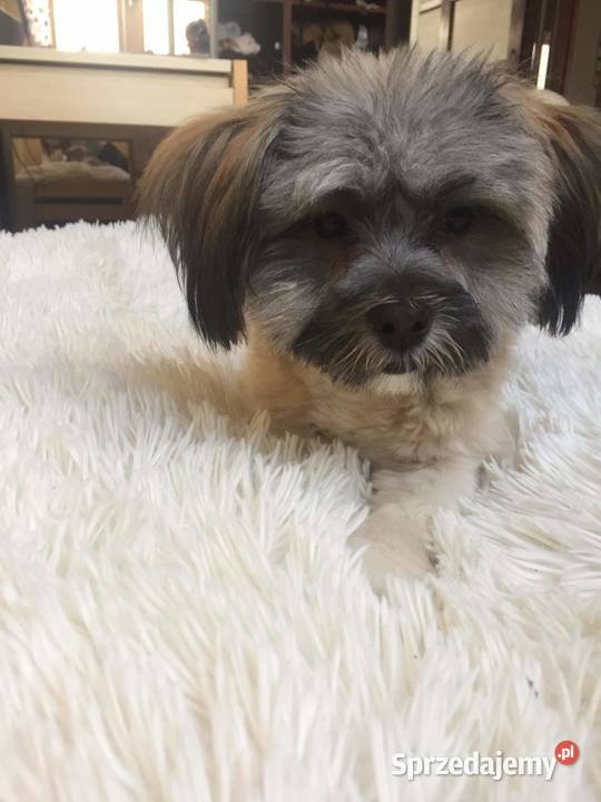 Sprzedam suczkę rasy shih tzu Niemcz