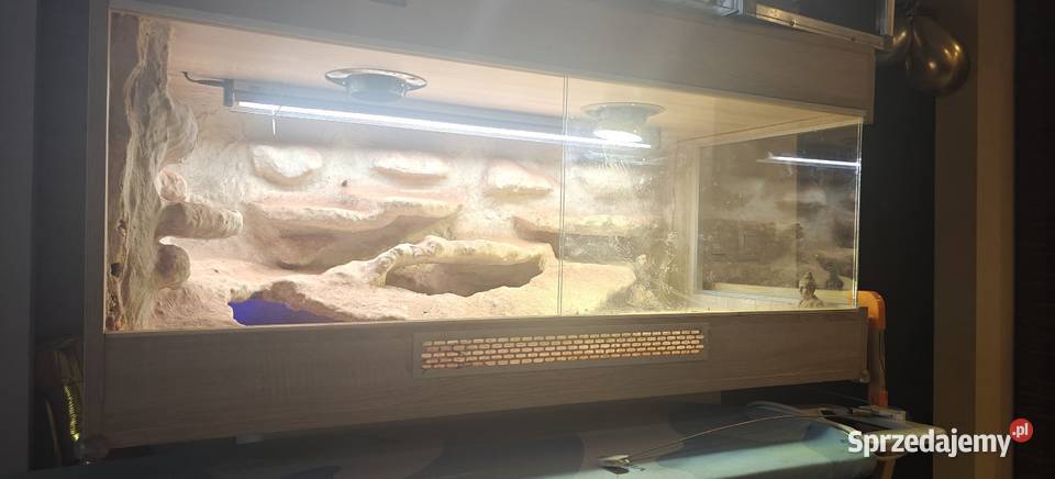 Terrarium z Agamami Warszawa