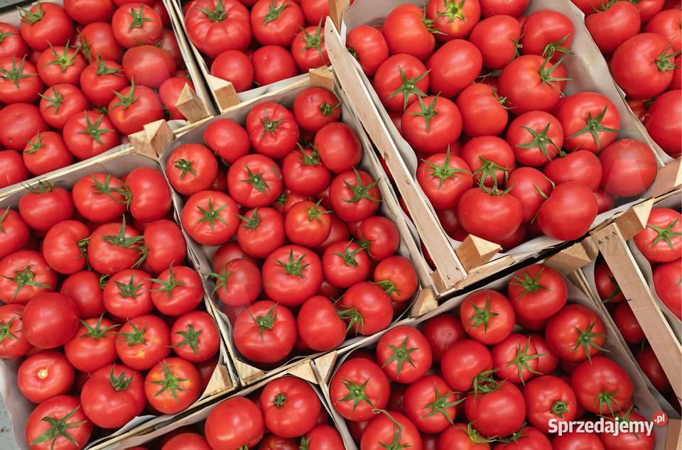 POMIDOR MALINOWY HONEY MOON F1 rozsada sadzonka Pozostałe Jelenia Góra