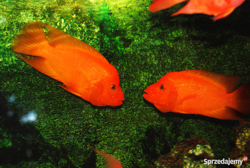 Papuzia papuzie papugi pielęgnice cytrynowe Bydgoszcz