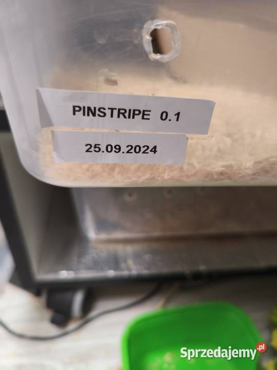 Sprzedam pytony królewskie lubelskie