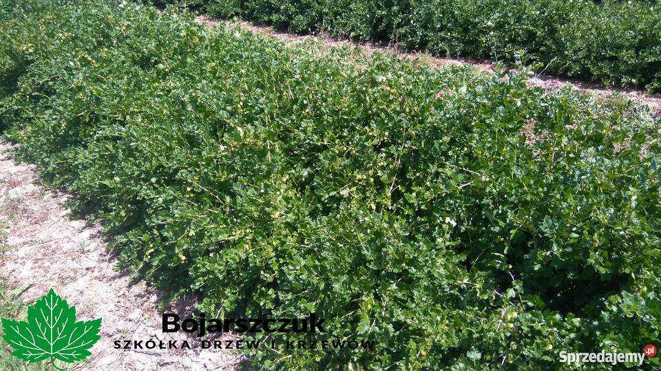 Sadzonki agrestu Mucurines Kamieniar Puszkińskij Stary Pożóg sprzedam