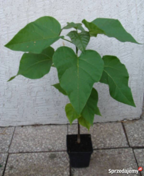 SURMIA Katalpa MIODODAJNA sadzonki w doniczkach Ustronie