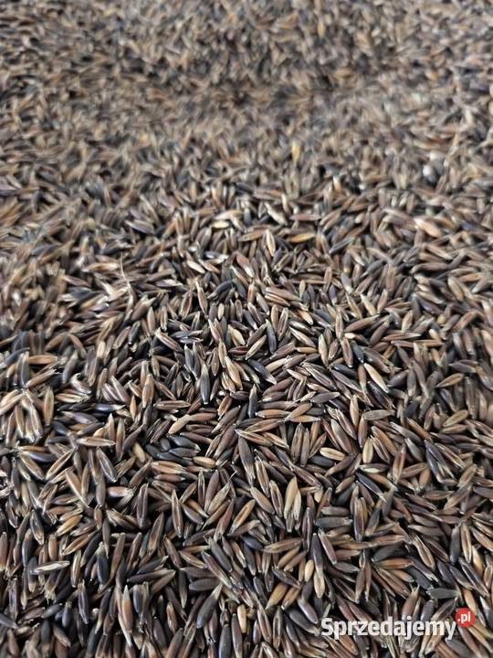 Sprzedam owies eko Stołuń