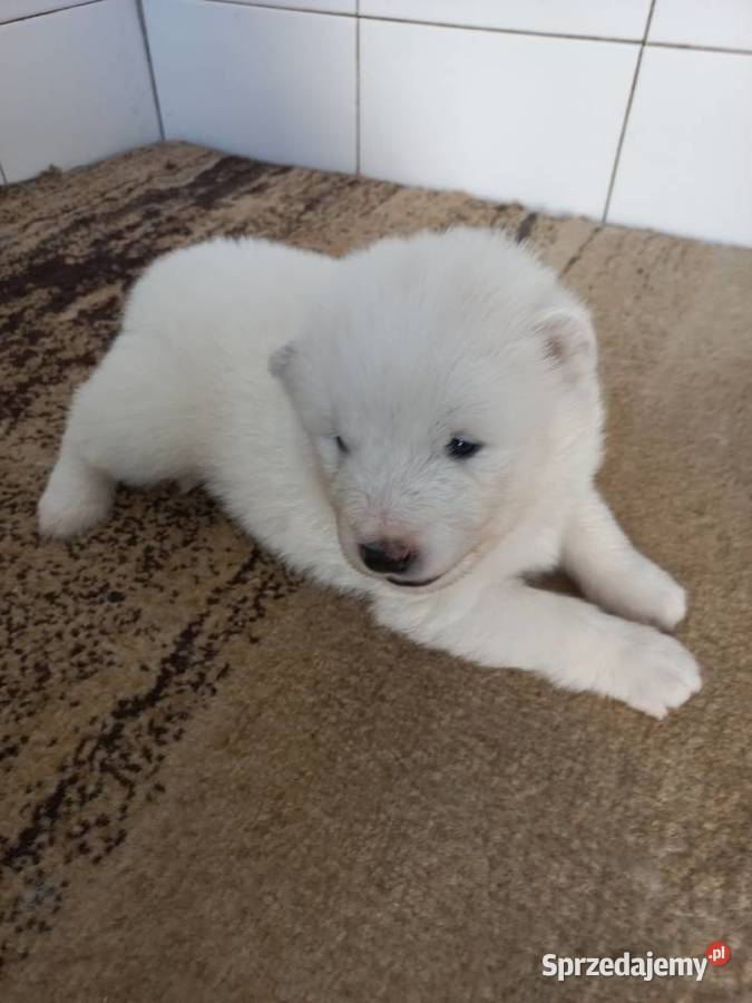 Szczenięta Samoyed