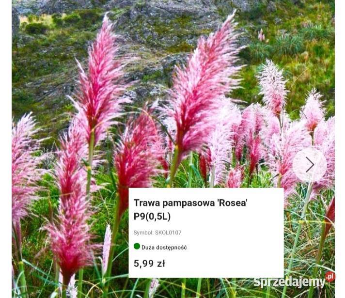 Jesienne promocje na roślinki Hortensje trawy Węgierska Górka