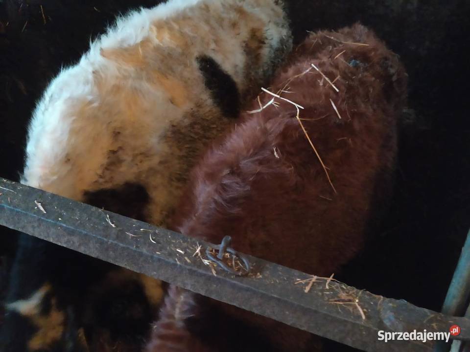 sprzedam 3 jałówki Baćkowice