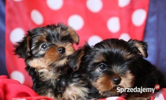 yorki szczeniaki Psy wielkopolskie Złotów