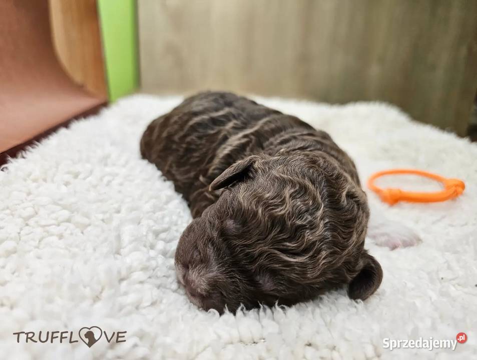 Lagotto Romagnolo ZKwPFCI samiec szczeniak Pozostałe Książenice