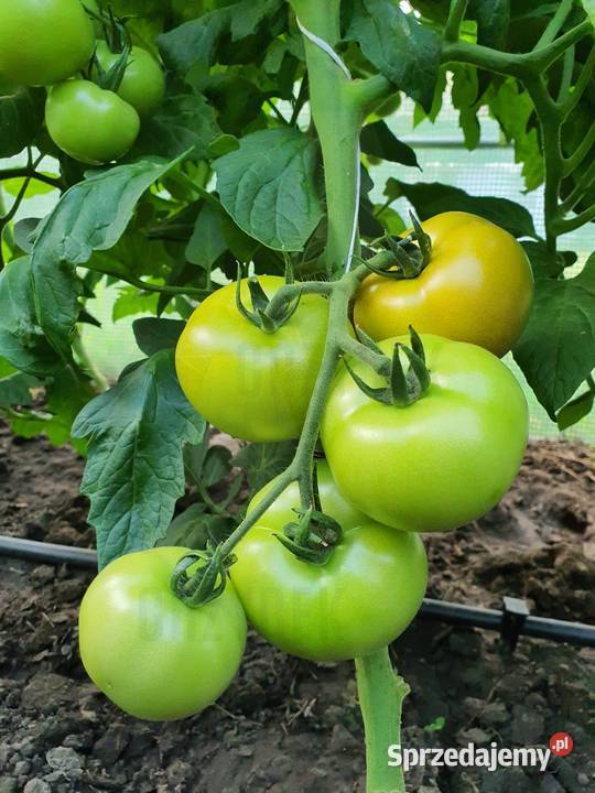 POMIDOR DELFINE rozsada sadzonka Jelenia Góra