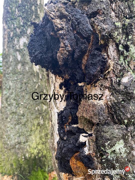 Czaga Błyskoporek podkorowy Inonotus obliquus