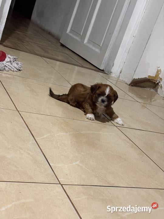 Suczka shih tzu