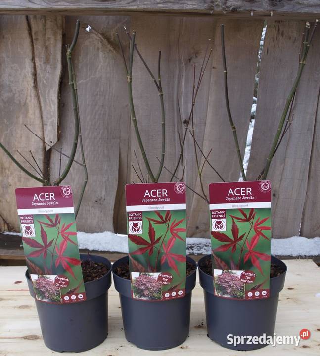 Klony palmowe Osakazuki BloodgoodFirecrocker Osiny