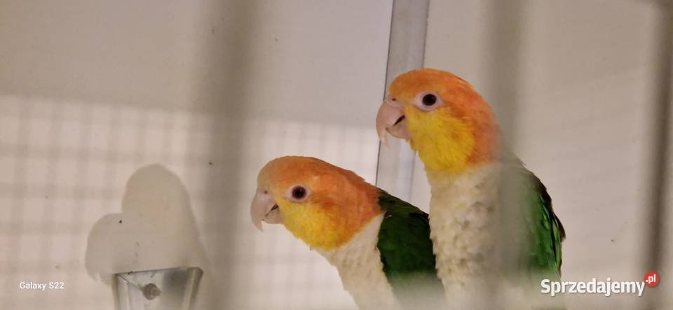 Papugi Barwinka białobrzucha Pionites Szczecin
