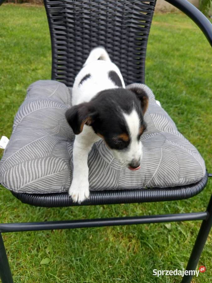 Jack Russell Terrier Kamieńskie Młyny