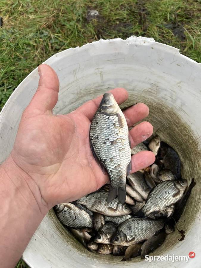 Karaś na żywca do zarybien Ogród Węgorzewo