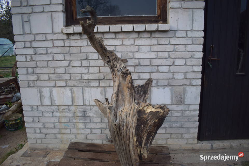 Niepowtarzalny korzeń ozdobny do ogrodu Połaniec