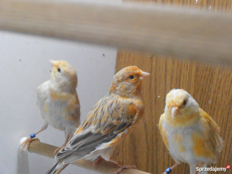 Sprzedam młode kanarki z 2017 roku Pozostałe mazowieckie Warszawa